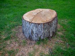Best Tree Removal  in Silver Ridge, NJ