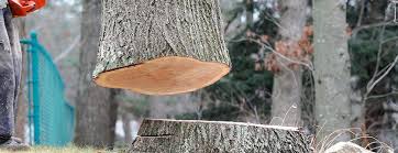 Best Tree Health Inspection  in Silver Ridge, NJ