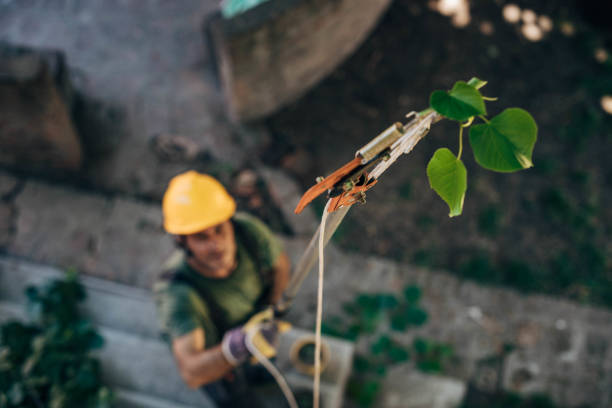 Best Lawn Watering Services  in Silver Ridge, NJ