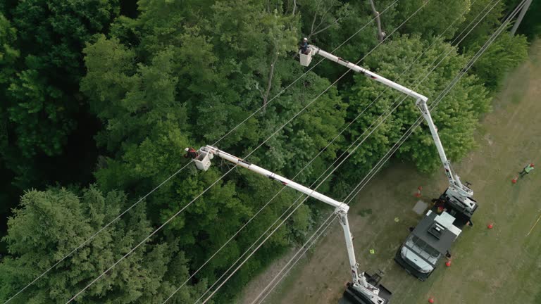 Best Commercial Tree Services  in Silver Ridge, NJ