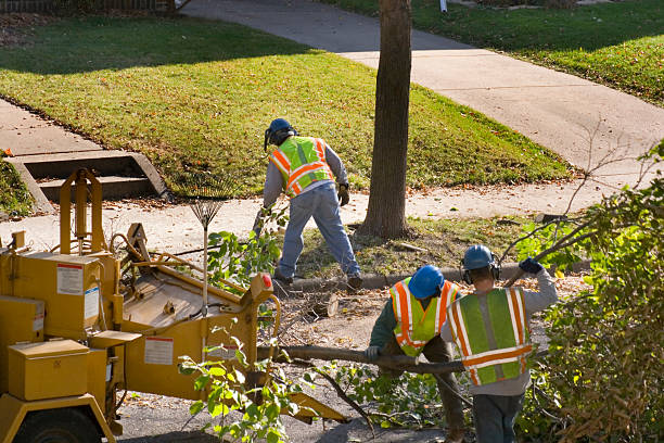 Best Fruit Tree Pruning  in Silver Ridge, NJ