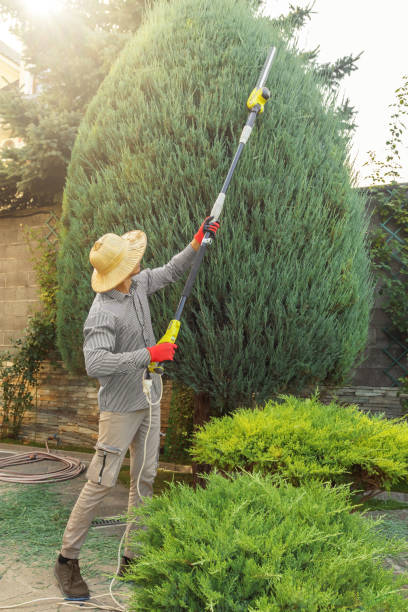Best Palm Tree Trimming  in Silver Ridge, NJ